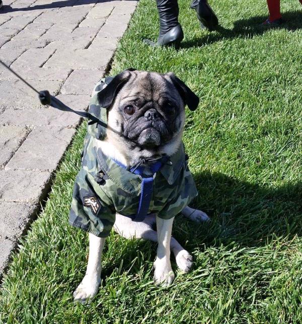 /images/uploads/pug nation rescue of los angeles/pugnation2021/entries/15059thumb.jpg